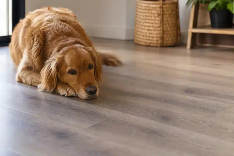 Golden couché sur parquet gris, regard au sol